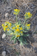 Mountain Butterweed