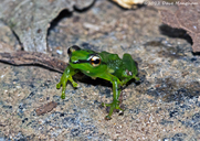 Pandanus Frog