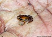 Ambrana Madagascar Frog