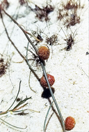 Tersonia cyathiflora
