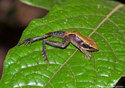 Central Madagascar Frog