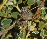 Phlomis lanata