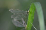 Hagenomyia sp.