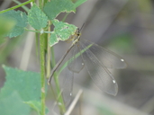 Hagenomyia sp.