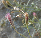 Palafoxia arida