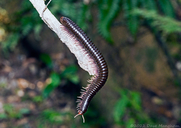 Unidentified Round-backed Millipede