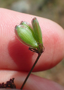 Lomatium marginatum var. marginatum