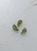 Plagiobothrys glyptocarpus var. modestus