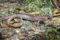 Salamandra Escaladora