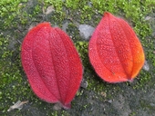 Tibouchina cardinalis