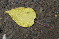 Salvia gesneriiflora