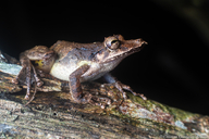 Caracas Snouted Treefrog