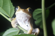 Chirique-flusse Treefrog