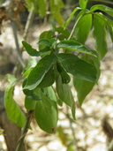 Solanum seaforthianum