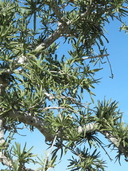 Forchammeria watsonii