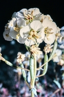 Pinnate-leaved Primrose