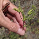 Cordylanthus tenuis ssp. pallescens