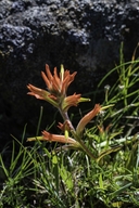 Castilleja subinclusa ssp franciscana
