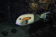 Orange-band Surgeonfish