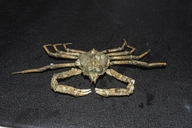 Pacific Lyre Crab