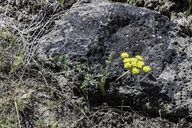 Aromatic Spring-parsley
