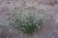 Lepidium montanum var. jonesi