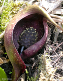 Purple Skunk Cabbage