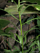 Sericocarpus linifolius