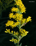 Solidago altissima ssp. altissima