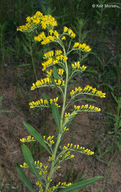 Solidago nemoralis ssp. decemflora