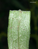 Solidago nemoralis ssp. decemflora