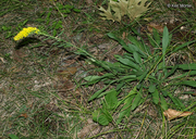 Solidago nemoralis ssp. nemoralis