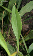 Solidago speciosa ssp. speciosa