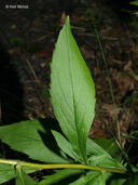 Solidago ulmifolia var. ulmifolia