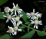 Side-flowering Aster