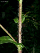 Symphyotrichum puniceum var. puniceum