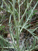Cirsium pitcheri