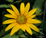 Divaricate Sunflower