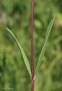 Helianthus pauciflorus ssp. subrhomboideus