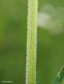 Heliopsis helianthoides var. scabra