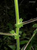 Polymnia canadensis