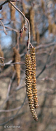 Alnus incana ssp. rugosa