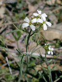 Arabidopsis lyrata