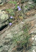 Campanula rotundifolia