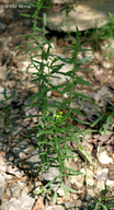 Hypericum sphaerocarpum