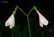 Linnaea borealis var. longiflora