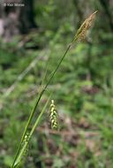 Carex sprengelii