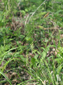 Carex sprengelii