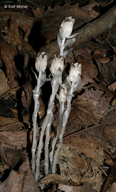 Monotropa uniflora