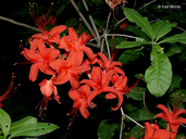 Rhododendron cumberlandense